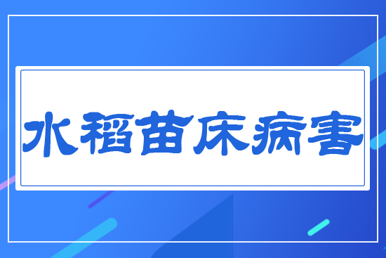 水稻苗床病害